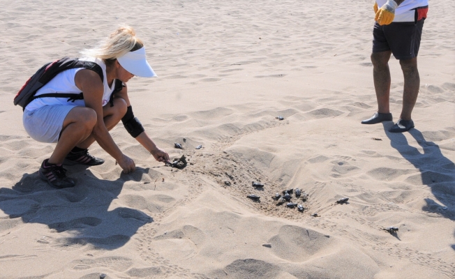 Alanya'da yüzlerce caretta yavruları denizle buluştu