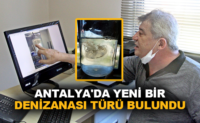 Antalya’da yeni bir denizanası türü bulundu