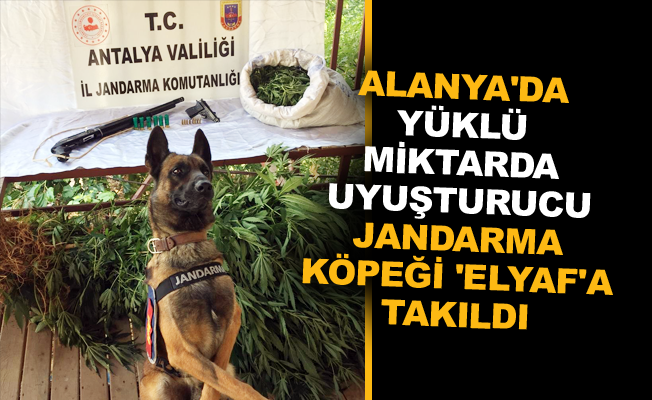 Alanya'da yüklü miktarda uyuşturucu jandarma köpeği 'Elyaf'a takıldı