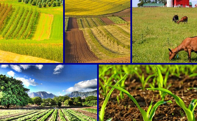 Online 'Sürdürülebilir Tarım ve Gıda' paneli düzenlenecek