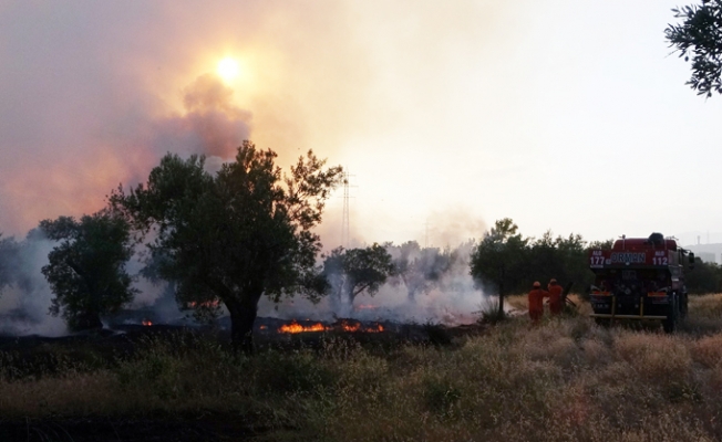 Zeytinpark'ta çıkan yangında 50 zeytin ağacı zarar gördü