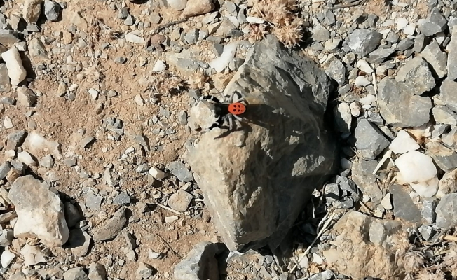 Zehirli örümcek Gazipaşa'da görüntülendi