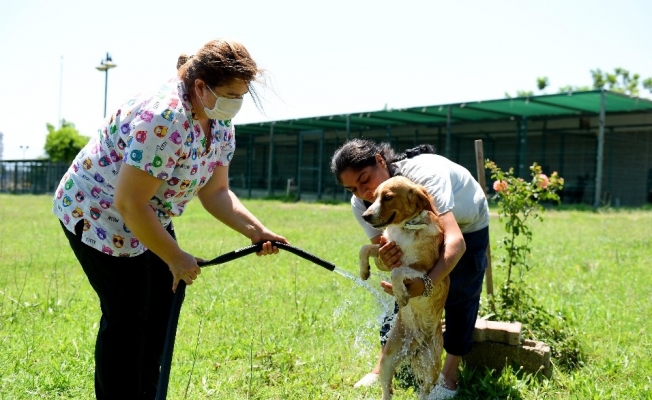 Muratpaşa Belediyesinden sokak hayvanlarına sulu serinlik
