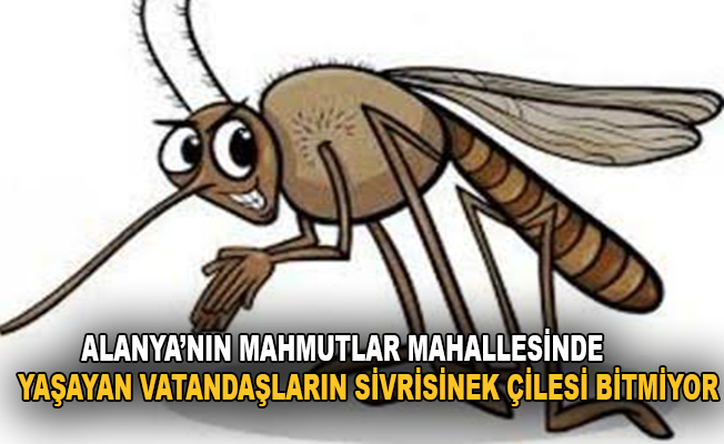 Alanya’nın Mahmutlar Mahallesinde yaşayan vatandaşların sivrisinek çilesi bitmiyor.
