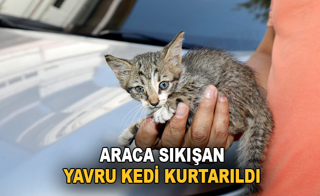 Antalya'da araca sıkışan yavru kedi kurtarıldı