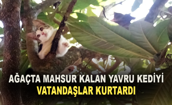 Ağaçta mahsur kalan yavru kediyi vatandaşlar kurtardı.