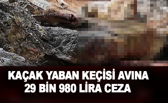 Kaçak yaban keçisi avına 29 bin 980 lira ceza