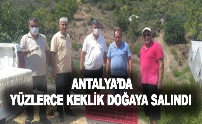 Antalya’da yüzlerce keklik doğaya salındı