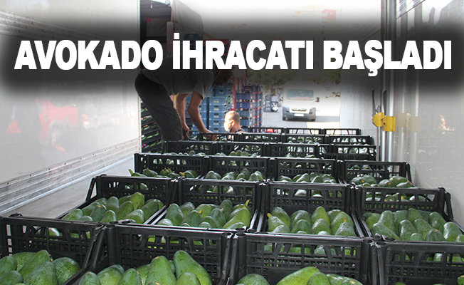 Alanya’da avokado ihracatı başladı
