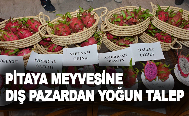 Antalya’da üretilen pitaya meyvesine dış pazardan yoğun talep