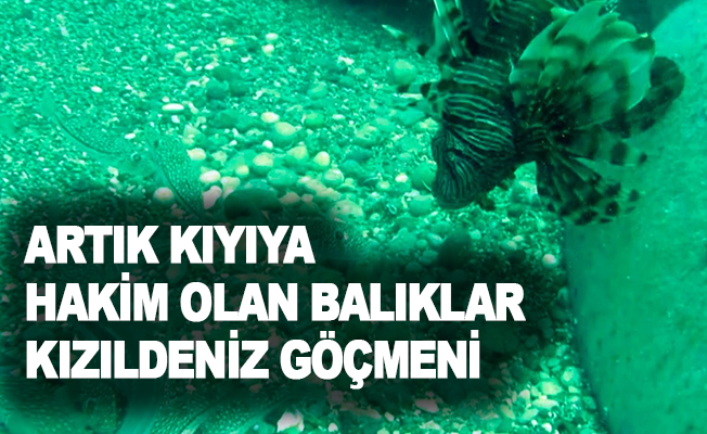Prof. Dr. Mehmet Gökoğlu: “Artık kıyıya hakim olan balıklar Kızıldeniz göçmeni”
