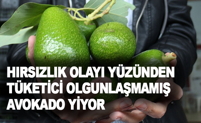 Sevilgen: “Hırsızlık olayı yüzünden tüketici olgunlaşmamış avokado yiyor”