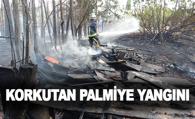 Antalya’da korkutan palmiye yangını