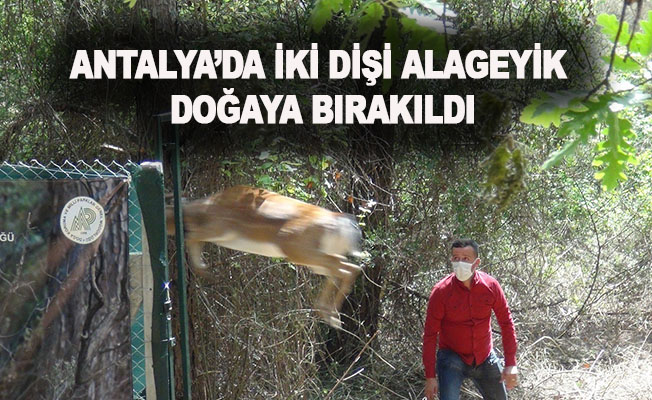Antalya'da 2 dişi alageyik doğaya bırakıldı