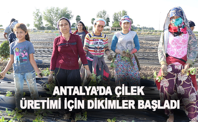 Antalya'da çilek üretimi için dikimler başladı