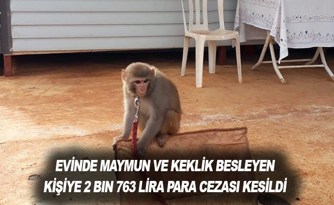 Evinde maymun ve keklik besleyen kişiye 2 bin 763 lira para cezası kesildi