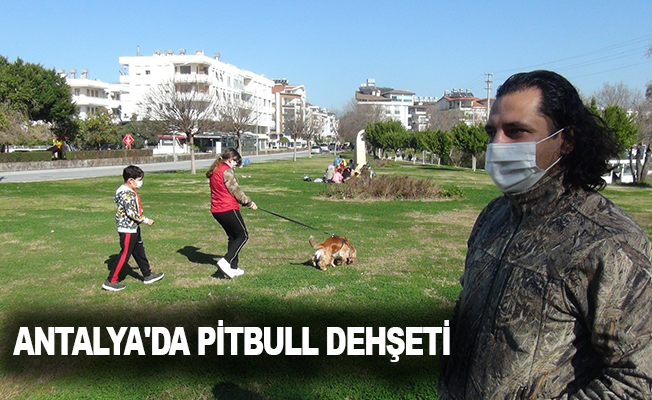 Antalya'da Pitbull dehşeti