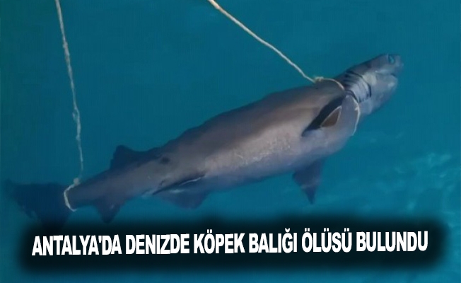 Antalya'da denizde köpek balığı ölüsü bulundu
