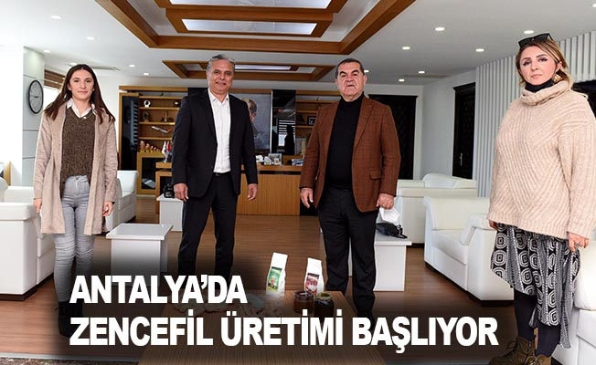 Antalya'da Zencefil Üretimi Başlıyor