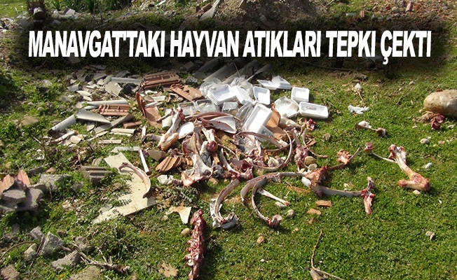 Manavgat'taki hayvan atıkları tepki çekti