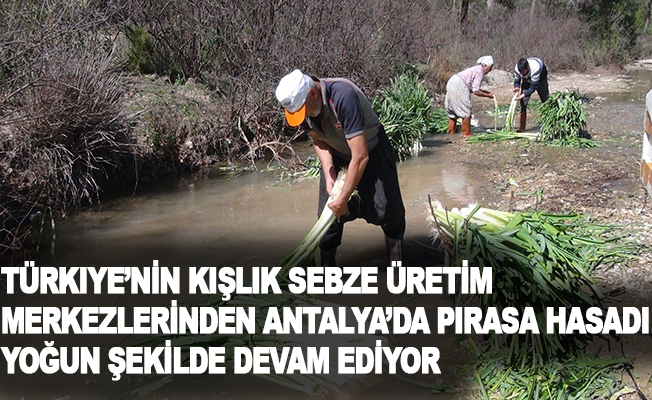 Türkiye’nin kışlık sebze üretim merkezlerinden Antalya’da pırasa hasadı yoğun şekilde devam ediyor