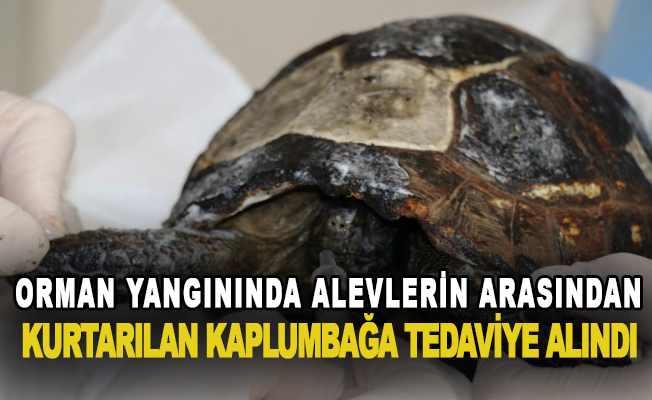 Alanya'da orman yangınında alevlerin arasından kurtarılan kaplumbağa tedaviye alındı
