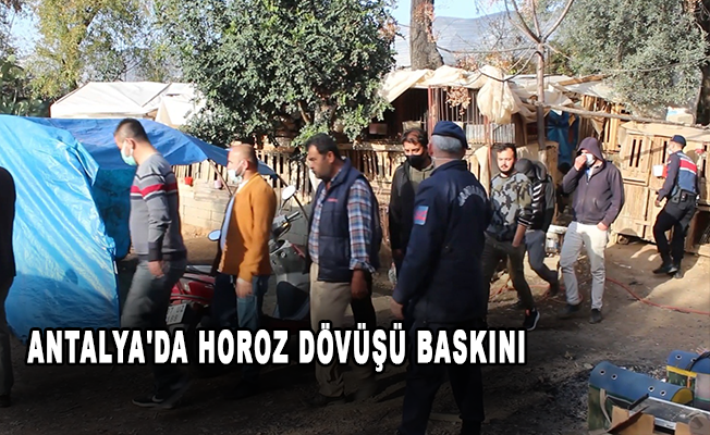 Antalya'da horoz dövüşü baskını: 22 gözaltı