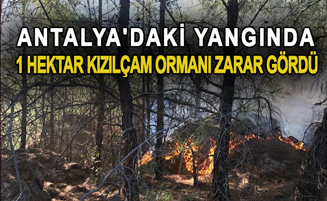 Antalya'daki yangında 1 hektar kızılçam ormanı zarar gördü