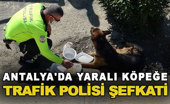 Antalya'da yaralı köpeğe trafik polisi şefkati