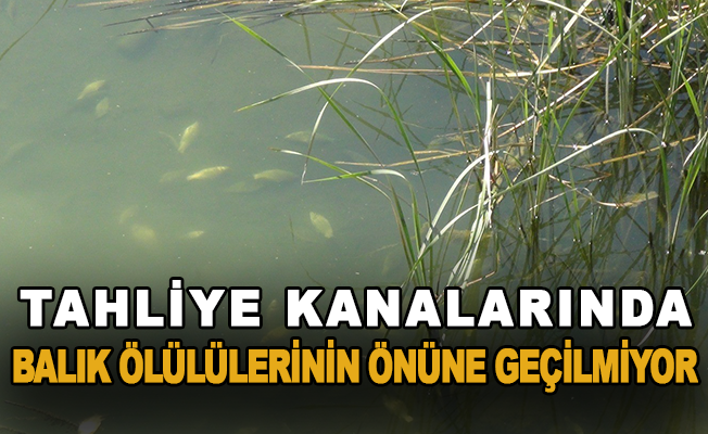 Antalya'da tahliye kanalarında balık ölülülerinin önüne geçilmiyor