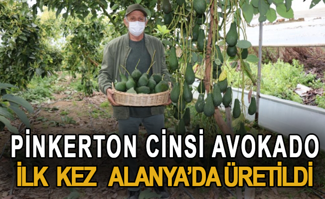 Pinkerton cinsi avokado ilk kez Alanya'da üretildi
