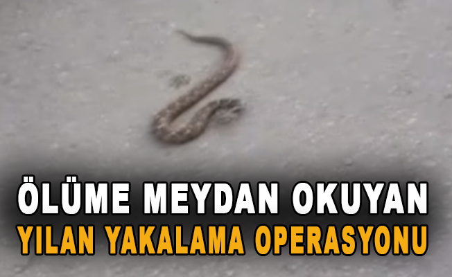 Ölüme meydan okuyan yılan yakalama operasyonu