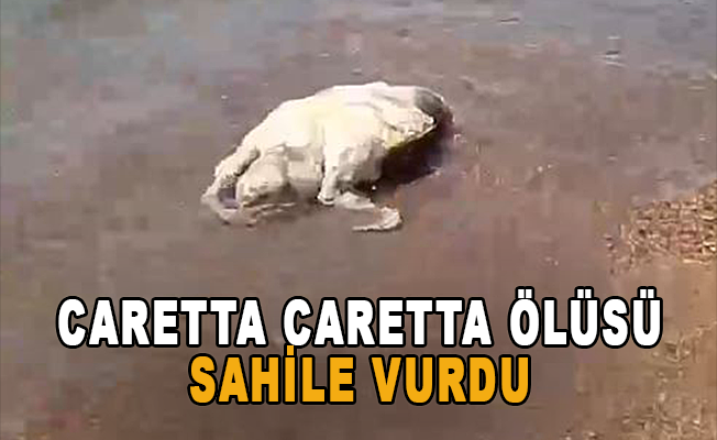 Caretta caretta ölüsü sahile vurdu