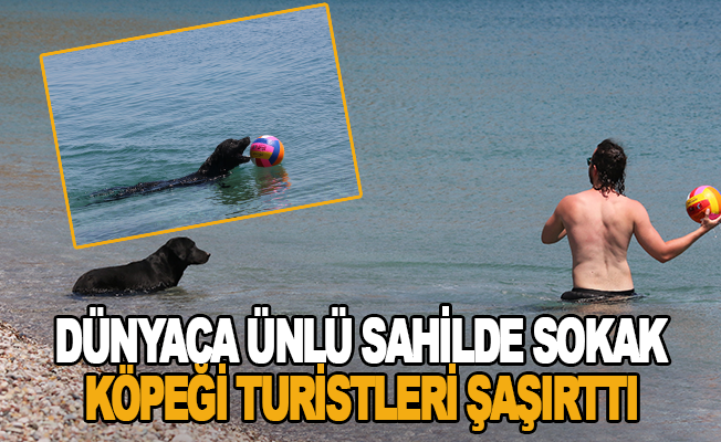 Dünyaca ünlü sahilde sokak köpeği turistleri şaşırttı