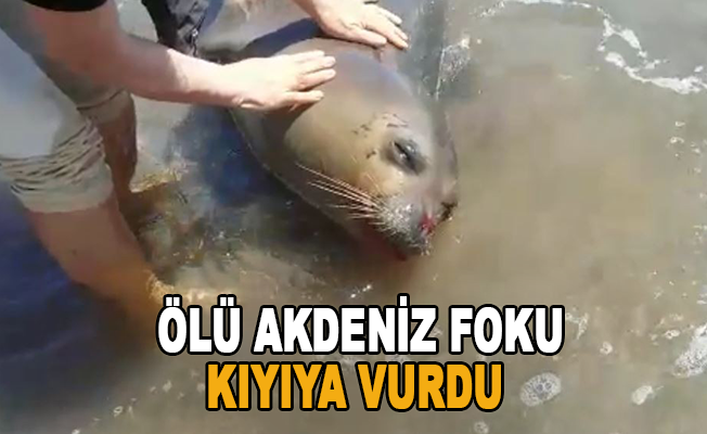 Demre’de ağzından kan gelen ölü Akdeniz Foku kıyıya vurdu
