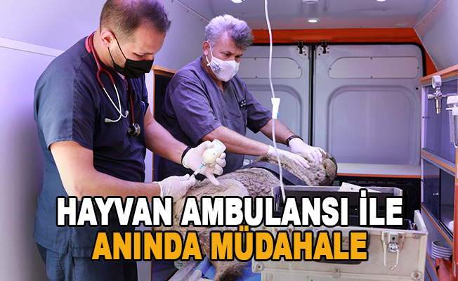 Hayvan ambulansı ile anında müdahale