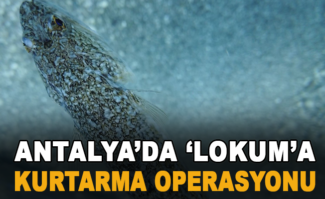 Antalya’da ‘lokum’a kurtarma operasyonu