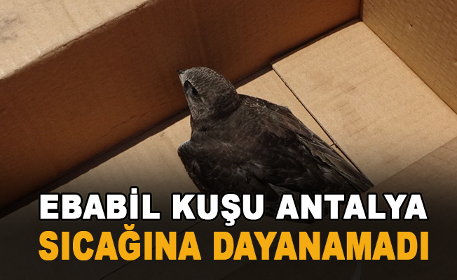 Ebabil kuşu Antalya sıcağına dayanamadı