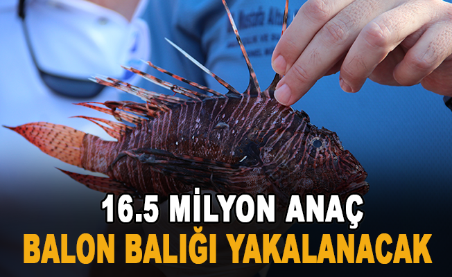 3 yıl sürecek projeyle, 16.5 milyon anaç balon balığı yakalanacak