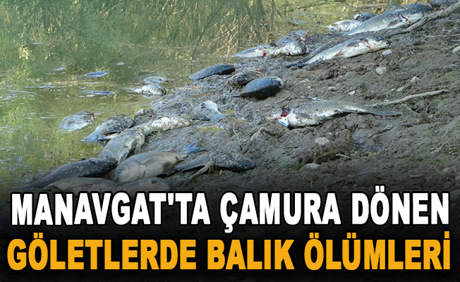 Manavgat'ta çamura dönen göletlerde balık ölümleri