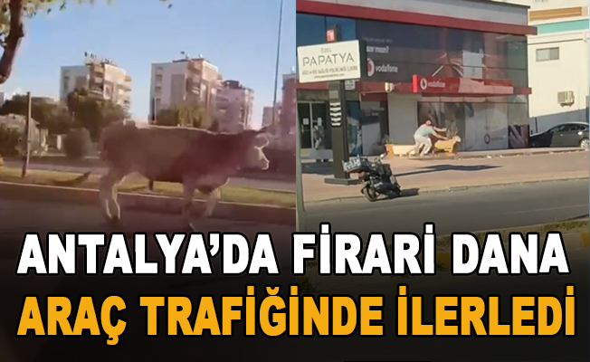 Antalya’da firari dana araç trafiğinde ilerledi