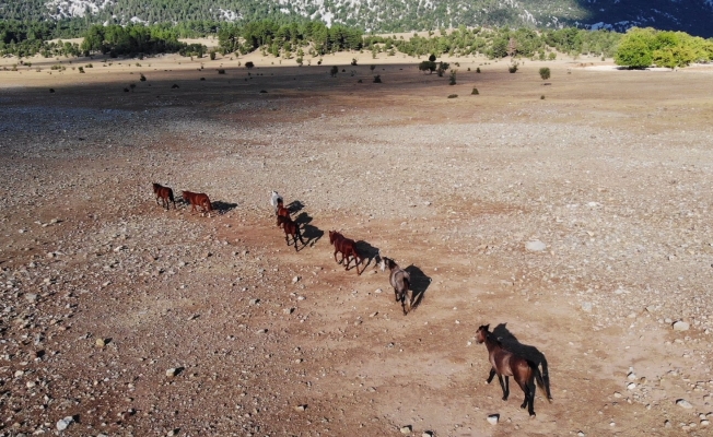 Yangından etkilenen Antalya’nın vahşi güzelliği ’yılkı atları’ yaşam alanlarına geri döndü