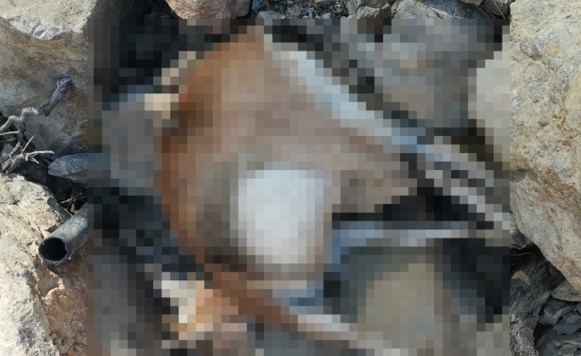 Avlanması yasak olan yaban keçisi vurulmuş halde bulundu