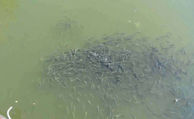 Nifrit Deresi’nde balıklar kirlilikten oksijensiz kaldı