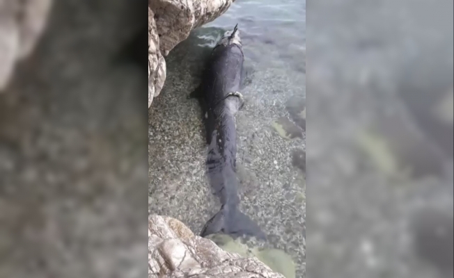 Antalya’da kıyıya yalancı katil balina ölüsü vurdu