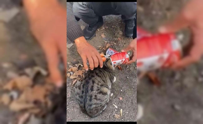 Kafası mama kabına sıkışan kediyi vatandaş kurtardı