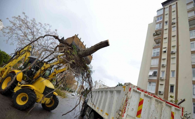 Muratpaşa’da devrilen 170 ağaca müdahale