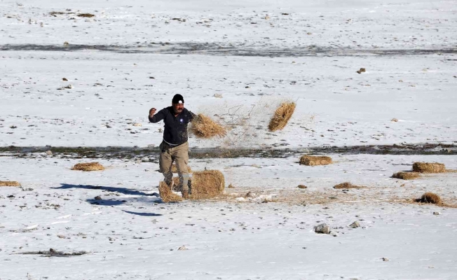 Antalya’da yılkı atları için doğaya saman bırakıldı