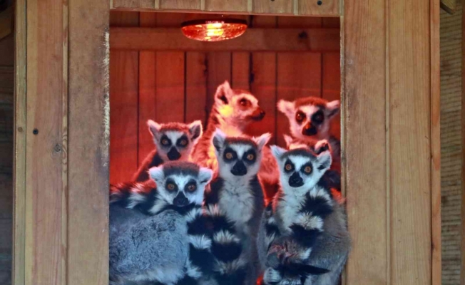 Karla tanışan Antalya Hayvanat Bahçesi’ndeki tropik hayvanlara sıcacık ev konforu