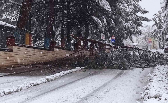 Isparta’da kar yağışına dayanamayan ağaçlar araçların üzerine devrildi